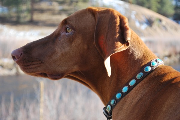 dog collar with turquoise stones